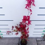 Javor dlaňolistý (Acer palmatum) ´ATROPURPUREUM´ - výška 50-70 cm, kont. C2L